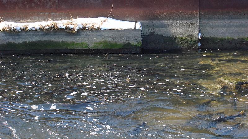 Trout Run 2.JPG